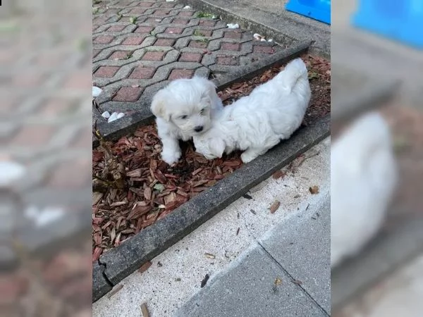 disponibili cuccioli maltesi toy | Foto 3
