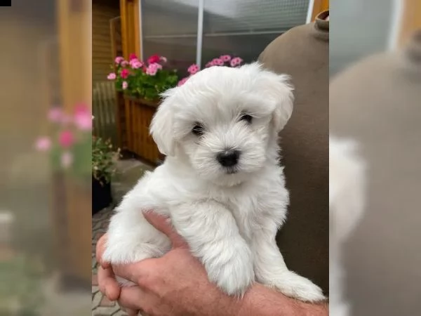 disponibili cuccioli maltesi toy | Foto 2