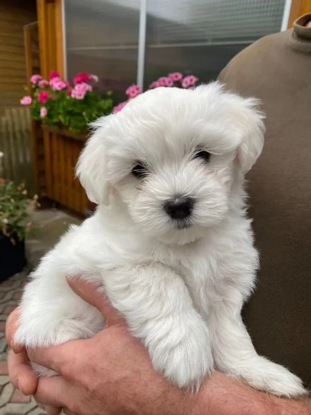 disponibili cuccioli maltesi toy | Foto 1