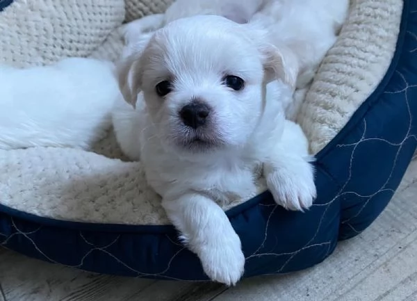 disponibili cuccioli maltesi toy