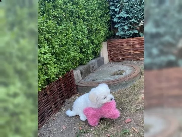disponibili cuccioli maltesi toy | Foto 0