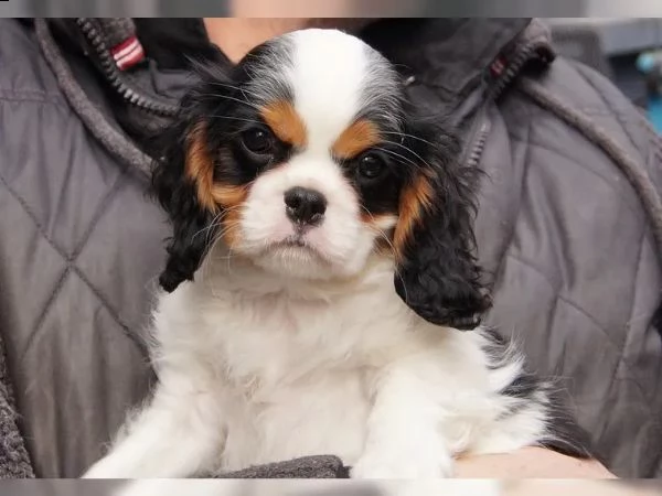 cuccioli cavalier king charles | Foto 3