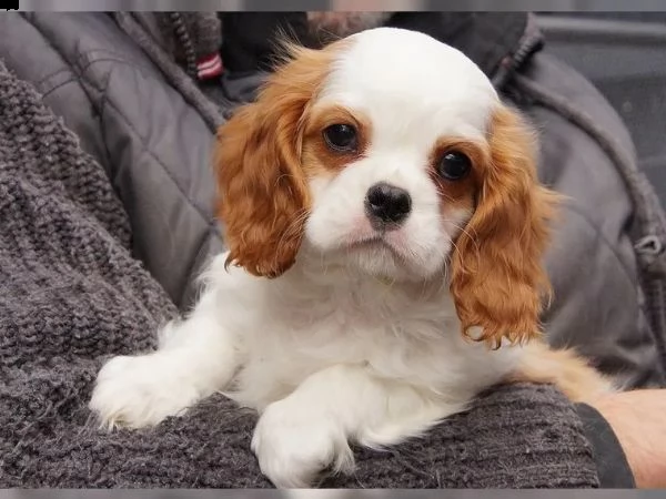 cuccioli cavalier king charles | Foto 2