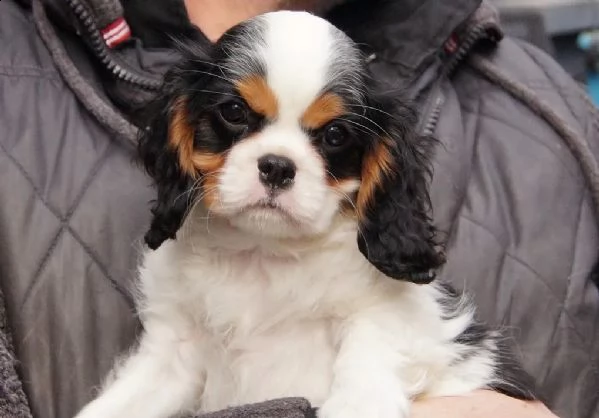 cuccioli cavalier king charles | Foto 1