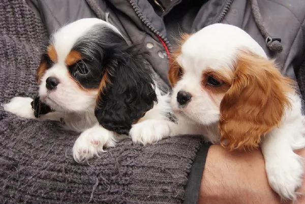 cuccioli cavalier king charles | Foto 0