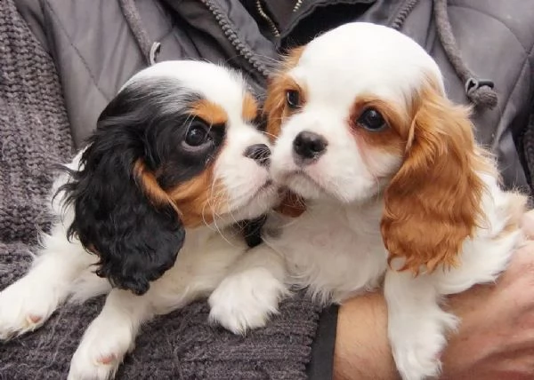 cuccioli cavalier king charles