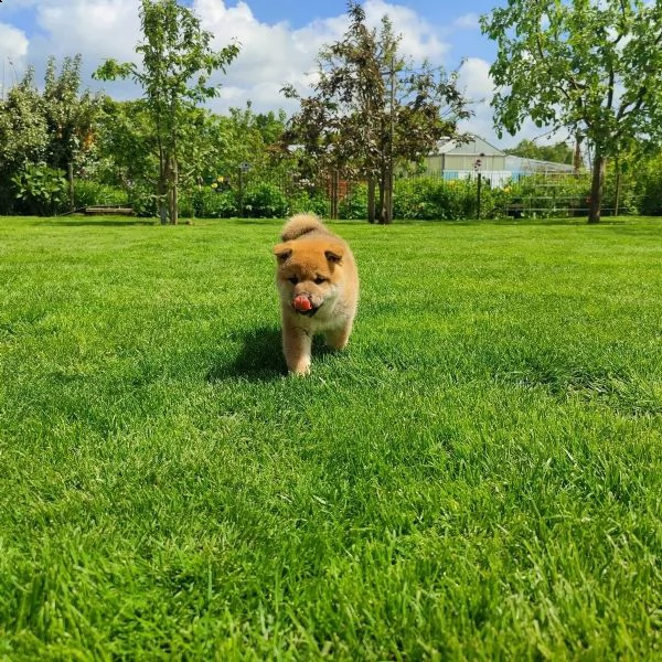 meravigliose cuccioli di shiba inu | Foto 2