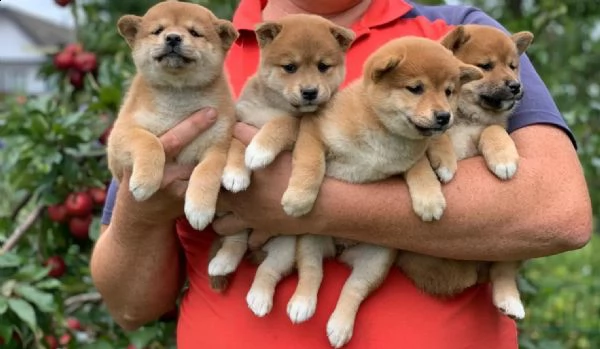 meravigliose cuccioli di shiba inu | Foto 1