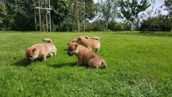 meravigliose cuccioli di shiba inu | Foto 0