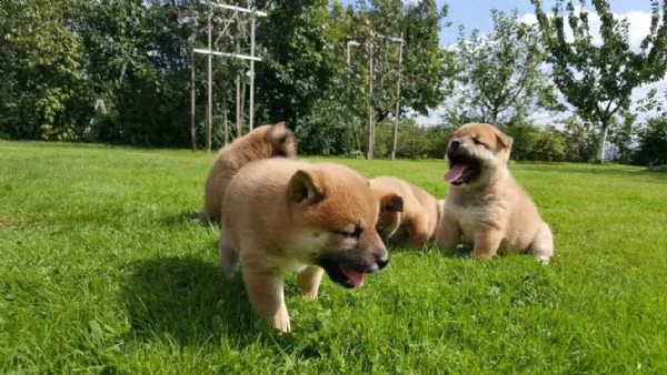 meravigliose cuccioli di shiba inu