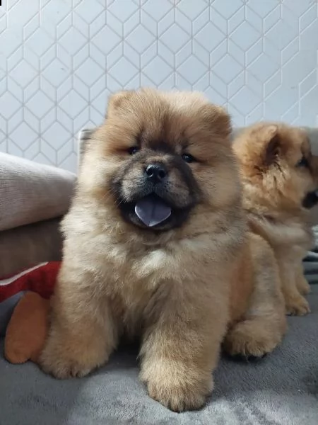 chow chow cuccioli disponibili | Foto 3