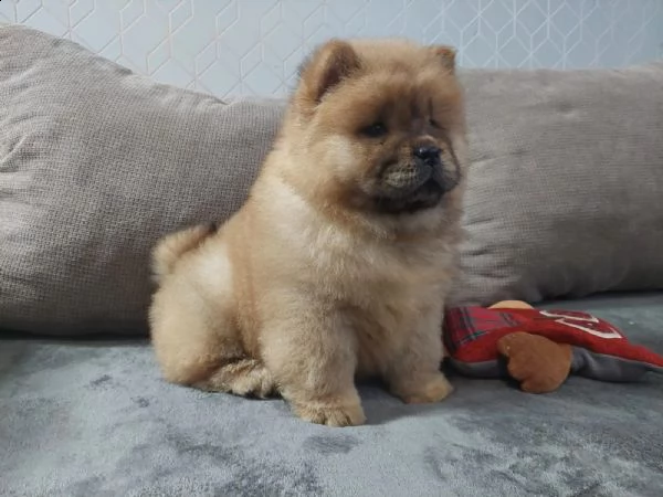 chow chow cuccioli disponibili | Foto 1