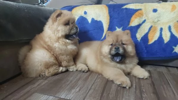 chow chow cuccioli disponibili