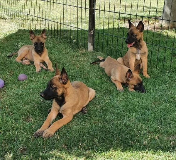 cuccioli pastore belga malinois maschio e femmina | Foto 3