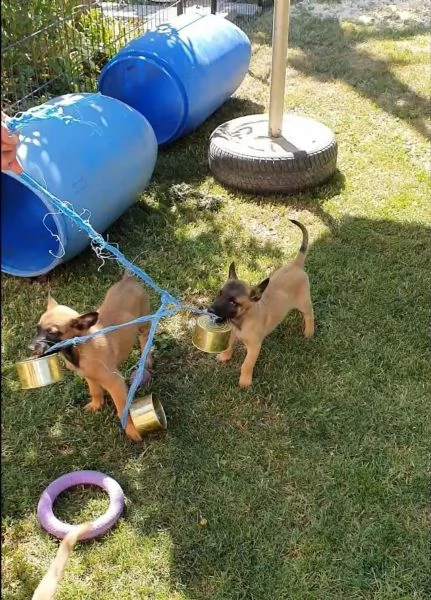 cuccioli pastore belga malinois maschio e femmina | Foto 2