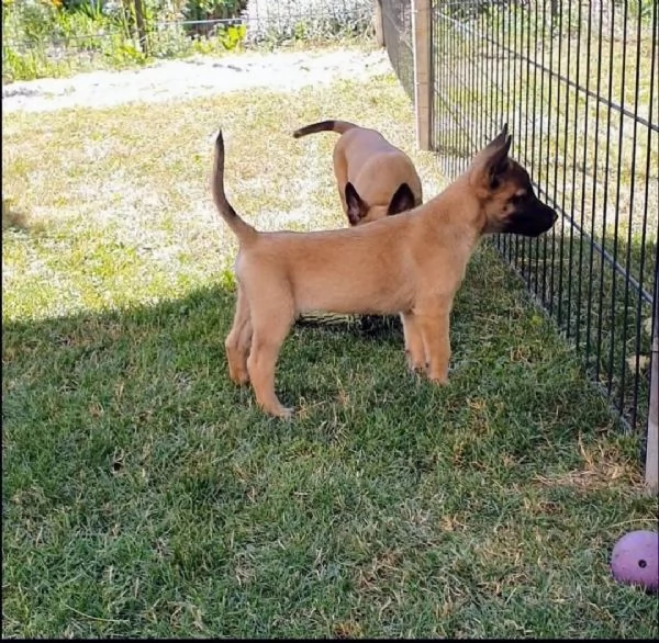 cuccioli pastore belga malinois maschio e femmina | Foto 1