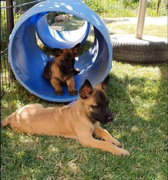 cuccioli pastore belga malinois maschio e femmina | Foto 0