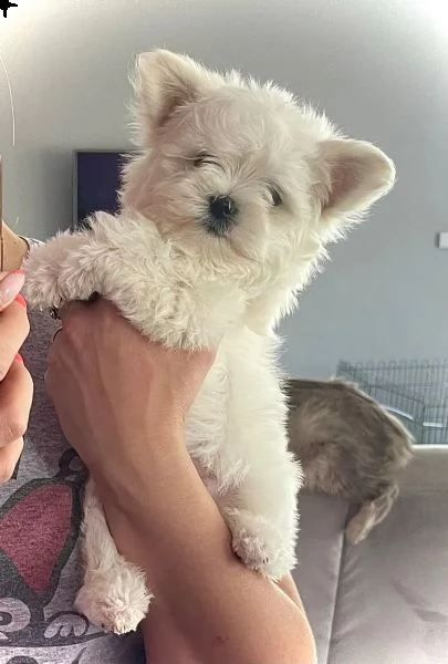 stupendi cuccioli di maltese | Foto 1