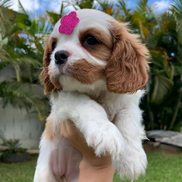3 disponibili cuccioli cavalier king charles | Foto 5