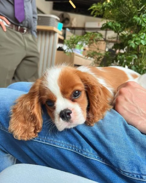 3 disponibili cuccioli cavalier king charles | Foto 4