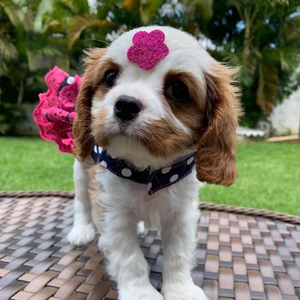 3 disponibili cuccioli cavalier king charles | Foto 3