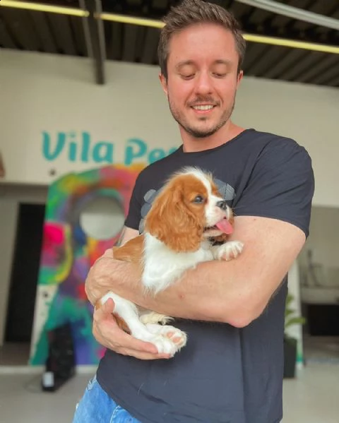 3 disponibili cuccioli cavalier king charles | Foto 1