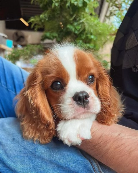 3 disponibili cuccioli cavalier king charles