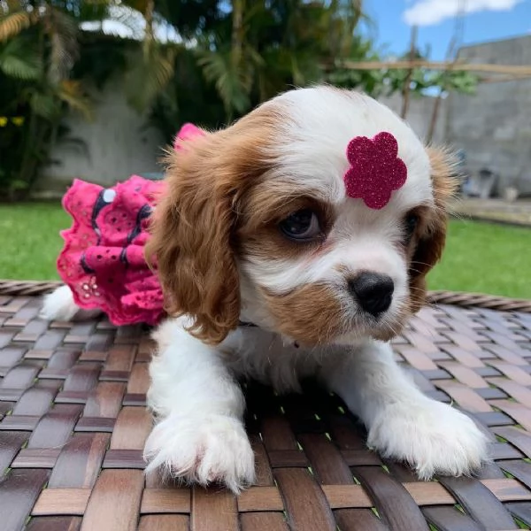 3 disponibili cuccioli cavalier king charles | Foto 0