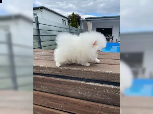 cuccioletto di spitz di pomerania | Foto 4