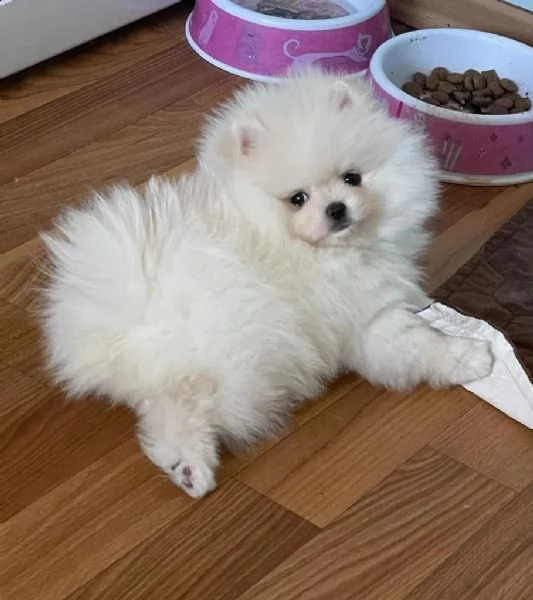 cuccioletto di spitz di pomerania | Foto 3