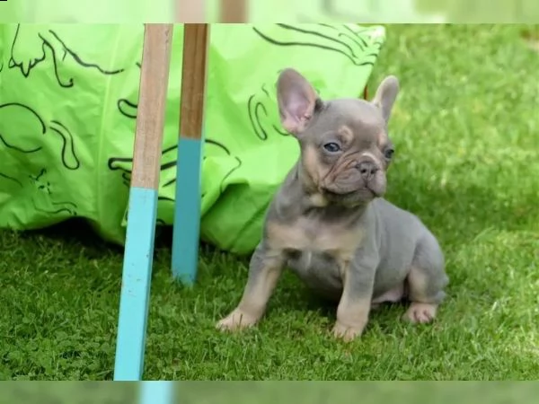 cuccioli di bulldog francese di pedigree 3 femmine lilla fulvo e lilla e marrone chiaro | Foto 1