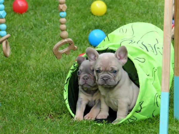 cuccioli di bulldog francese di pedigree 3 femmine lilla fulvo e lilla e marrone chiaro | Foto 0