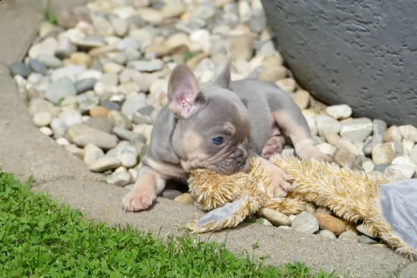 cuccioli di bulldog francese di pedigree 3 femmine lilla fulvo e lilla e marrone chiaro