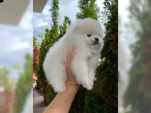splendidi  adorabili cuccioli di pomerania tipo orso | Foto 2