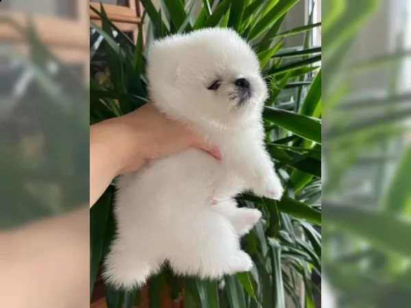 splendidi  adorabili cuccioli di pomerania tipo orso | Foto 1