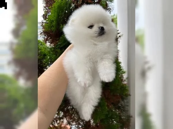 splendidi  adorabili cuccioli di pomerania tipo orso | Foto 0