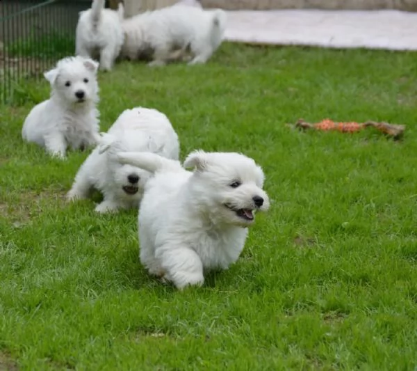 cuccioli di west highland white terrier | Foto 1