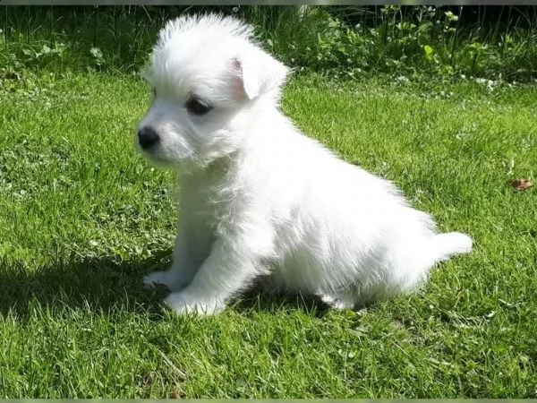 cuccioli di west highland white terrier | Foto 0