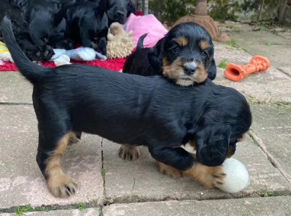 bellissimi cocker spaniel inglesi