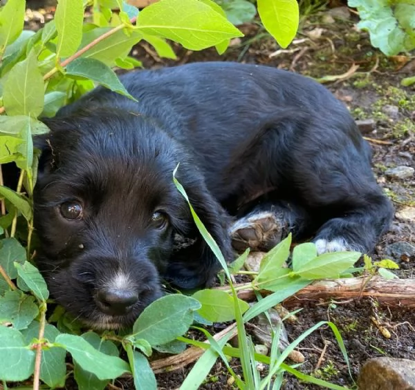 bellissimi cocker spaniel inglesi | Foto 2