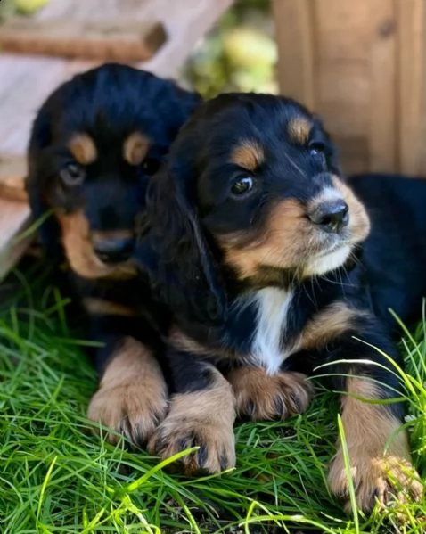 bellissimi cocker spaniel inglesi | Foto 1