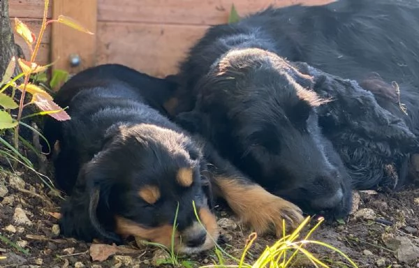 bellissimi cocker spaniel inglesi | Foto 0