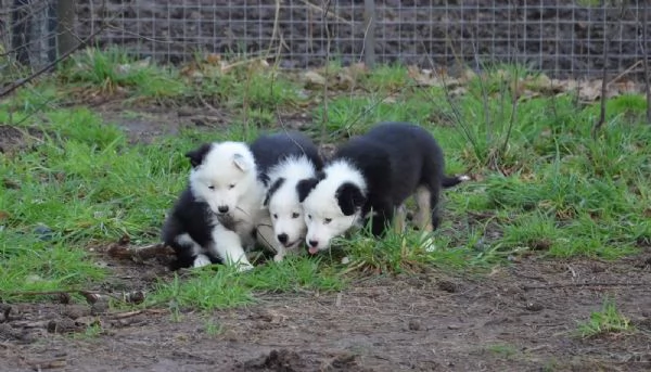 Cuccioli Border Collie di alta genealogia