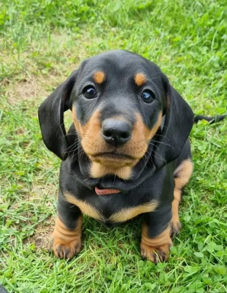 Bellissimi cuccioli di Bassotto subito disponibili  | Foto 0