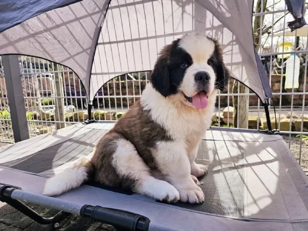 Cuccioli di San Bernardo in cerca di una nuova casa
