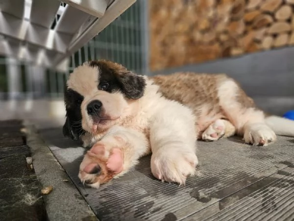 Cuccioli di San Bernardo in cerca di una nuova casa | Foto 1
