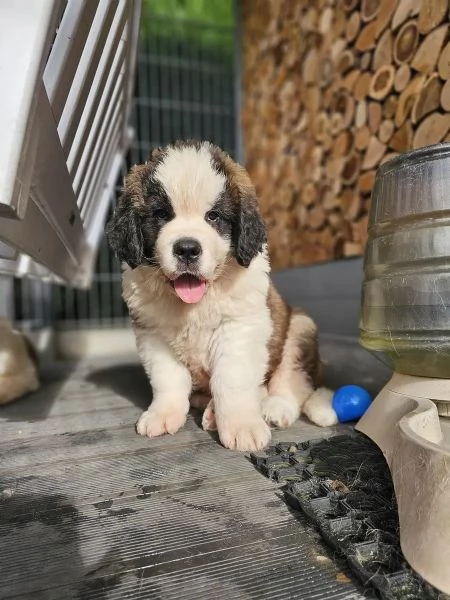 Cuccioli di San Bernardo in cerca di una nuova casa | Foto 0