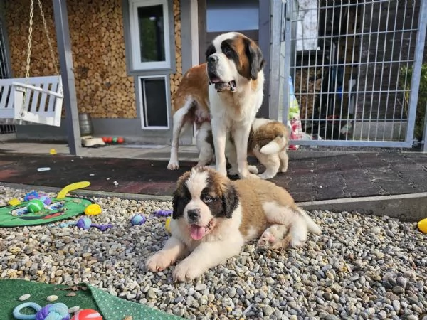 Cuccioli di San Bernardo in cerca di una nuova casa | Foto 1