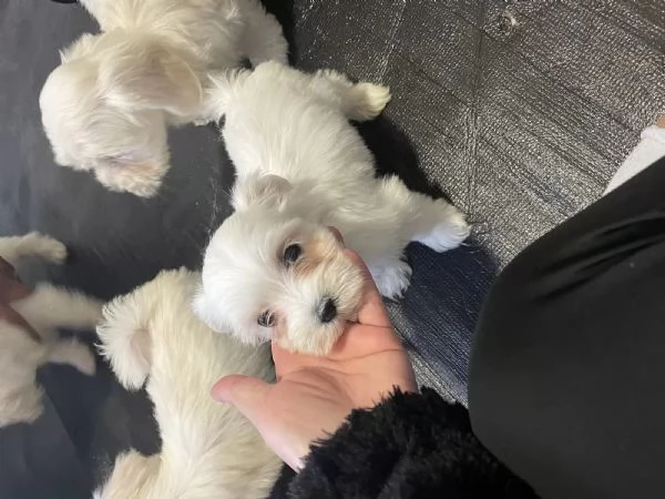 Bellissimi cuccioli di Maltese subito disponibili | Foto 1