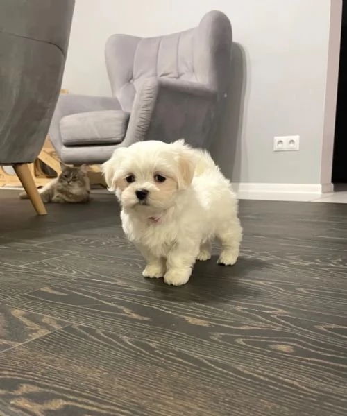 Bellissimi cuccioli di Maltese subito disponibili | Foto 0